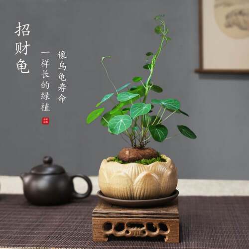 极速山乌龟盆景千金藤金不换爬藤植物办公室桌面树茶桌禅意绿植