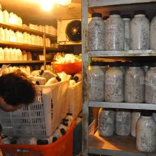 平菇姬菇秀珍菇食用菌种原种蘑菇生产生料熟料种栽培种母种玉米芯