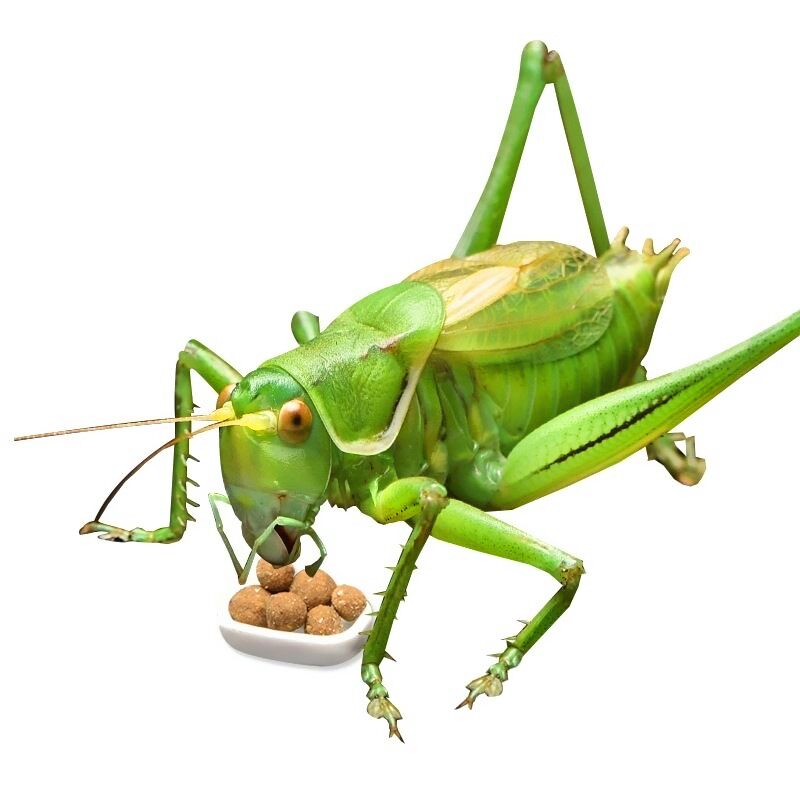 螽斯专用食饲料油葫芦食物鸣虫食物蟋蟀竹蛉蛐蛐粮食爬虫高蛋白质
