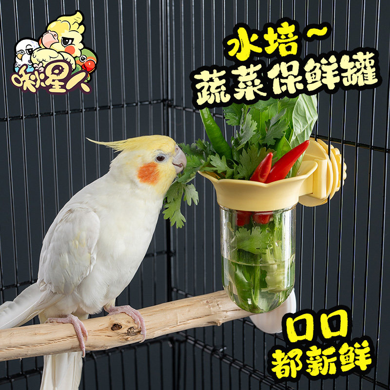 鹦鹉水培瓶蔬菜豆苗保鲜罐玄凤牡丹和尚花插水果喂食器用品配件