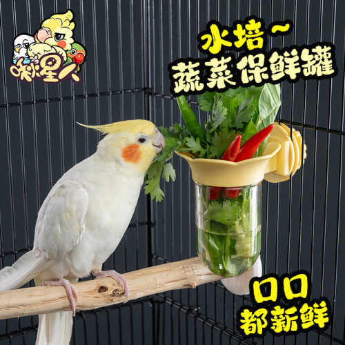 鹦鹉水培瓶蔬菜豆苗水果保鲜罐