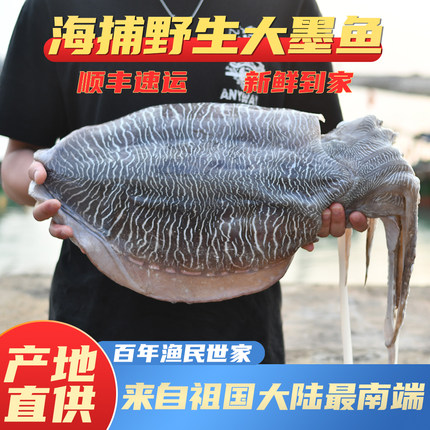 【海岛发货】新鲜墨鱼10斤深海冰鲜大墨鱼生鲜鲜活中号墨鱼王顺丰