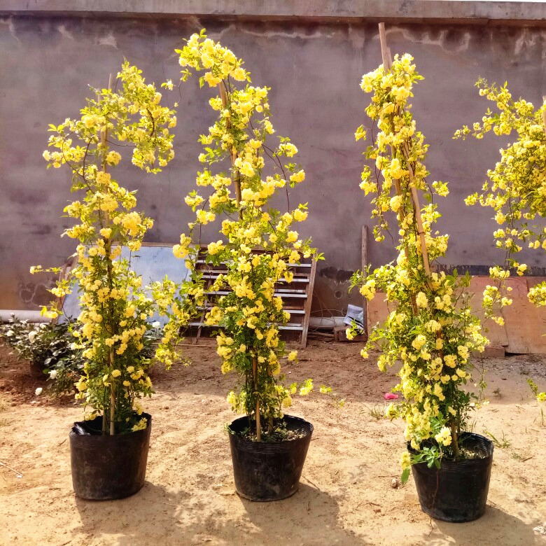 家居庭院围墙阳台爬藤绿篱花卉植物木香花苗黄木香红木香白木香