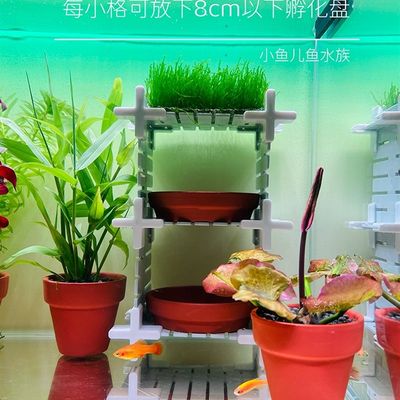 新品金波子繁殖屋别墅架蓝波子荷兰凤凰繁殖架水族鱼缸造景
