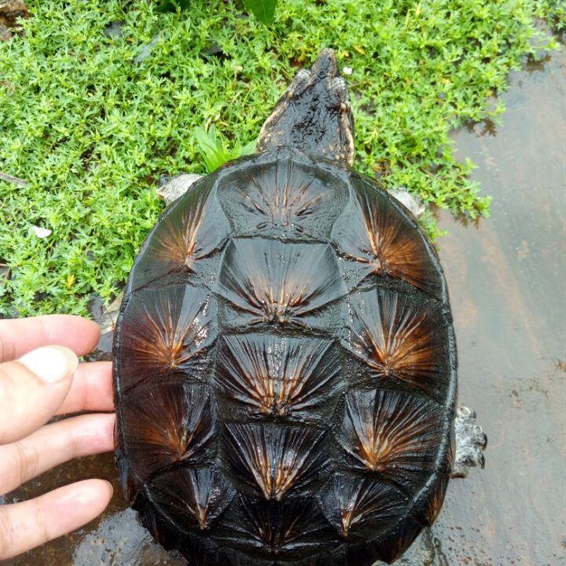 新品鳄龟大鳄巨型食用鳄龟大鳄10斤鳄龟活物大型超大北美鳄龟