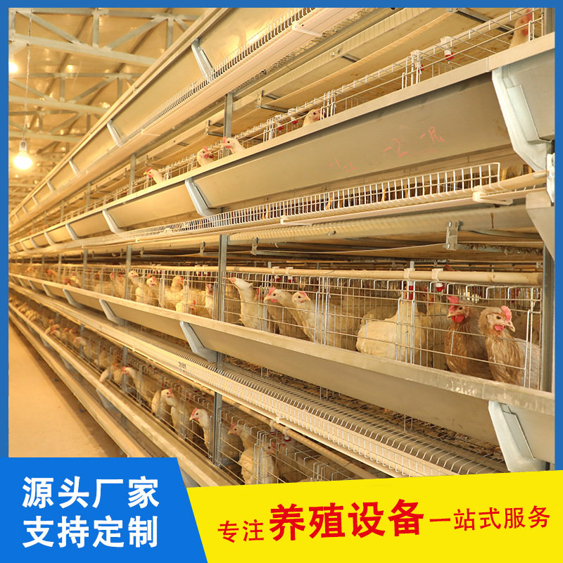 四层立体蛋鸡养殖设备 湖北荆门养鸡设备厂家 a型蛋鸭养殖笼