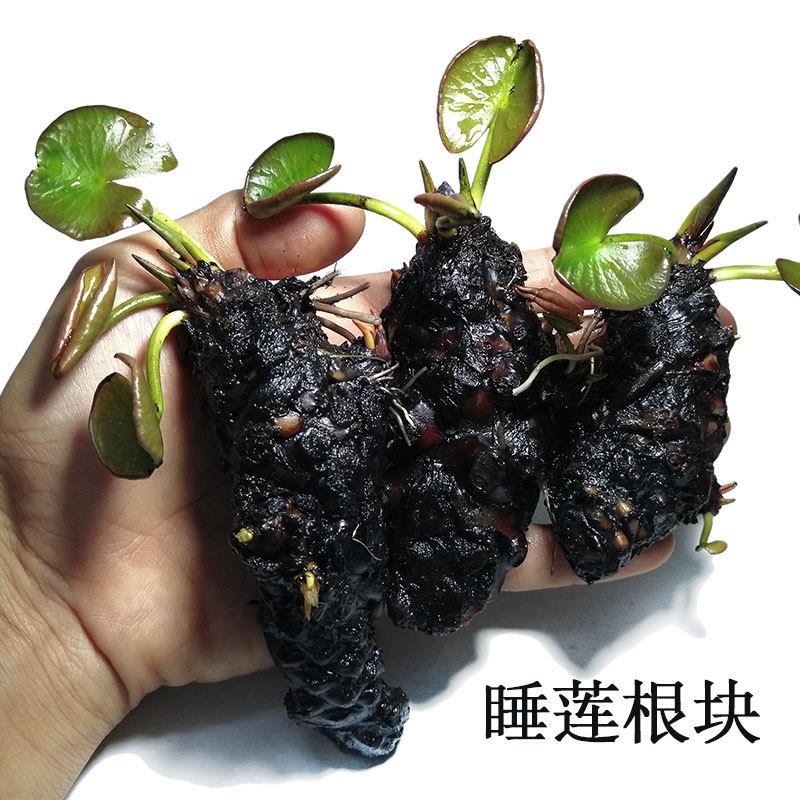 睡莲碗莲根块迷你荷花根茎水培鱼池鱼缸庭院池塘植物盆栽四季水生