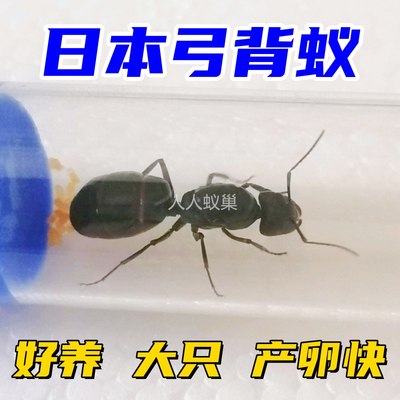 日本弓背蚁新手推荐大只好养