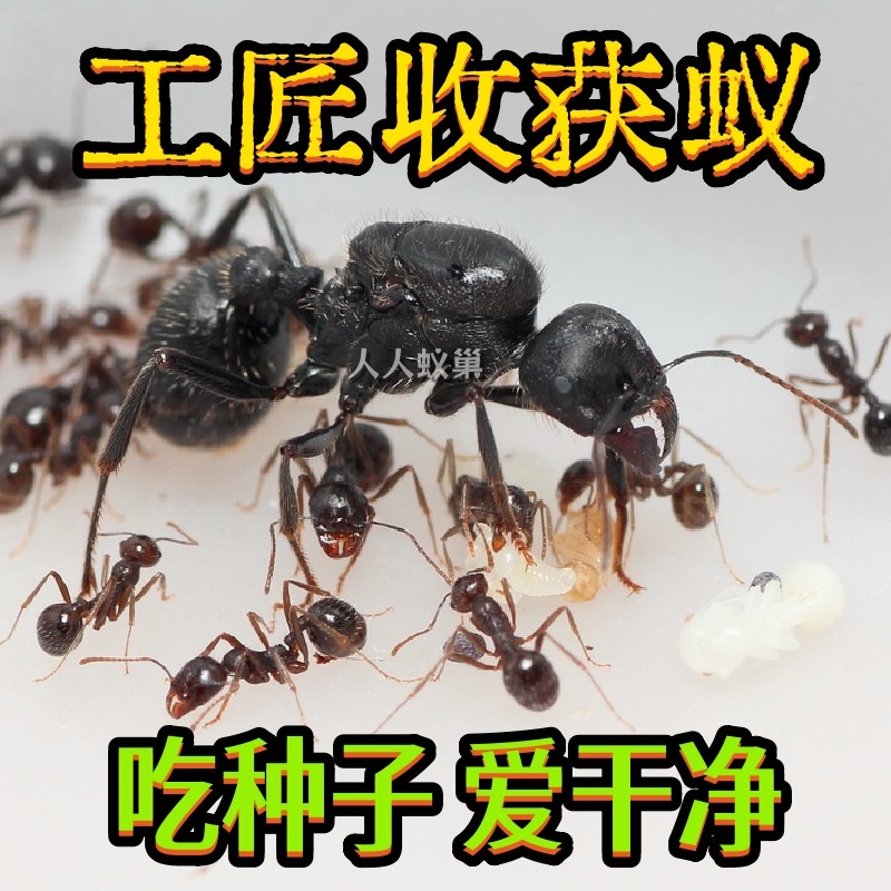 工匠收获蚁2024新后新手蚂蚁宠物蚂蚁爬宠儿童节礼物生日礼物异宠