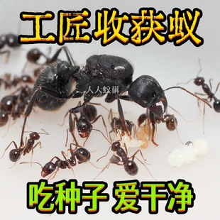 工匠收获蚁2024新后新手蚂蚁宠物蚂蚁爬宠儿童节礼物生日礼物异宠