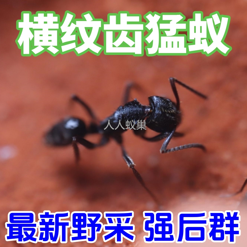 横纹齿猛蚁野采新后蚂蚁带卵发