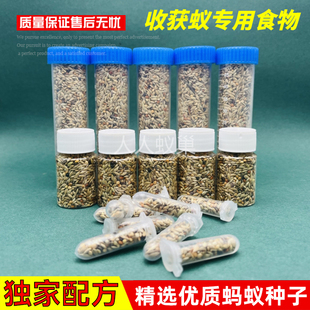 蚂蚁食物种子收获蚁种子加纳利蚂蚁蚁粮白刺原生工匠食物针毛