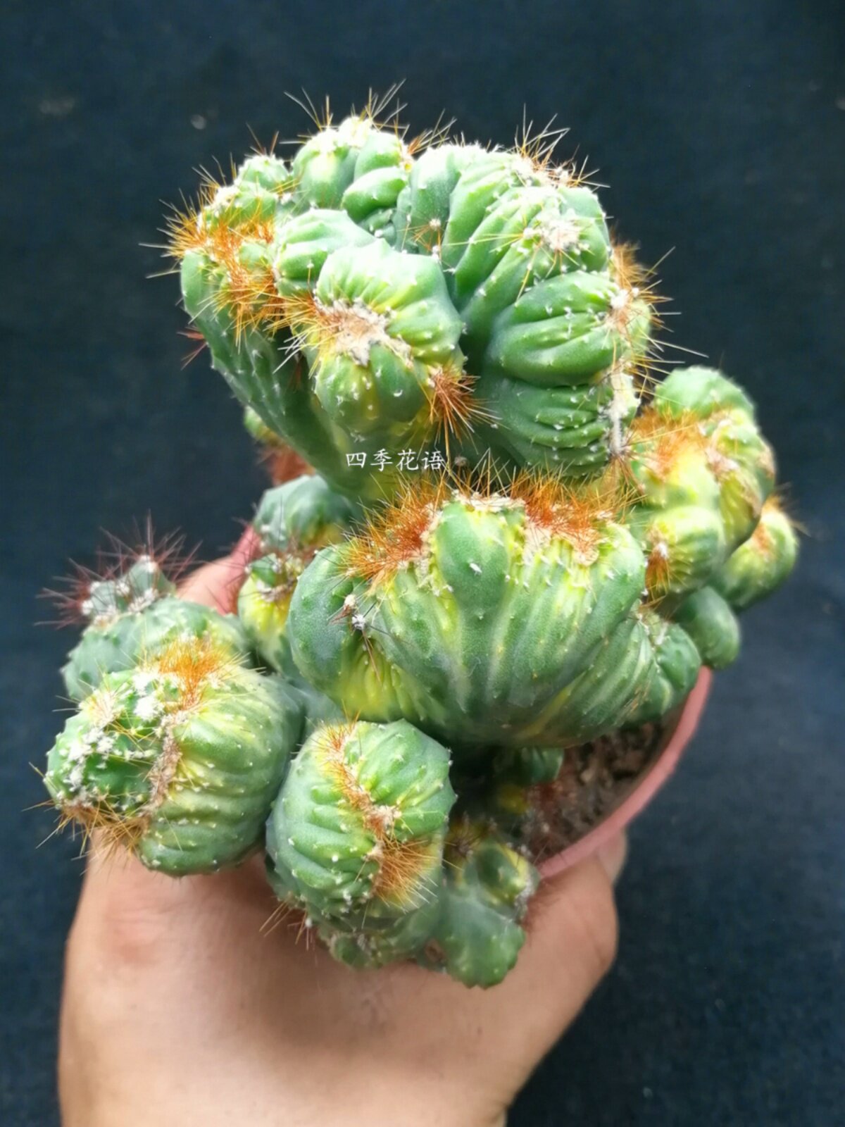 彩山影锦仙人掌 五指山类型的仙人掌 彩山影拳仙人山 仙人山植物