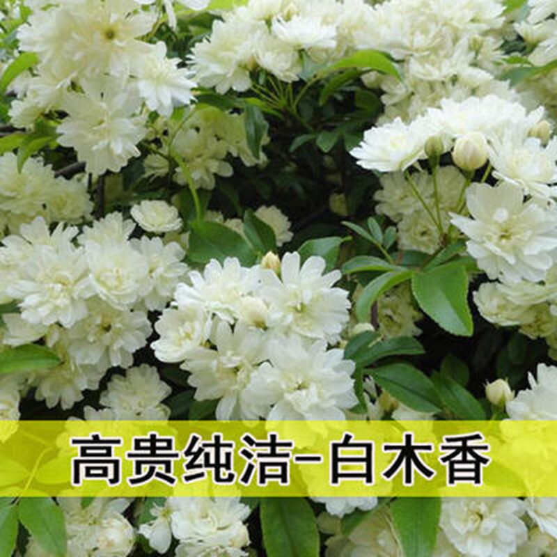 红木香黄木香花苗l四季开花花卉爬藤植物阳台庭院爬墙蔷薇大花盆