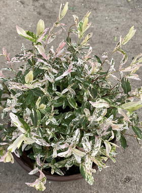 彩叶杞柳盆栽大苗 柳妃q室外庭院花镜造景花卉 多年生灌木植物包