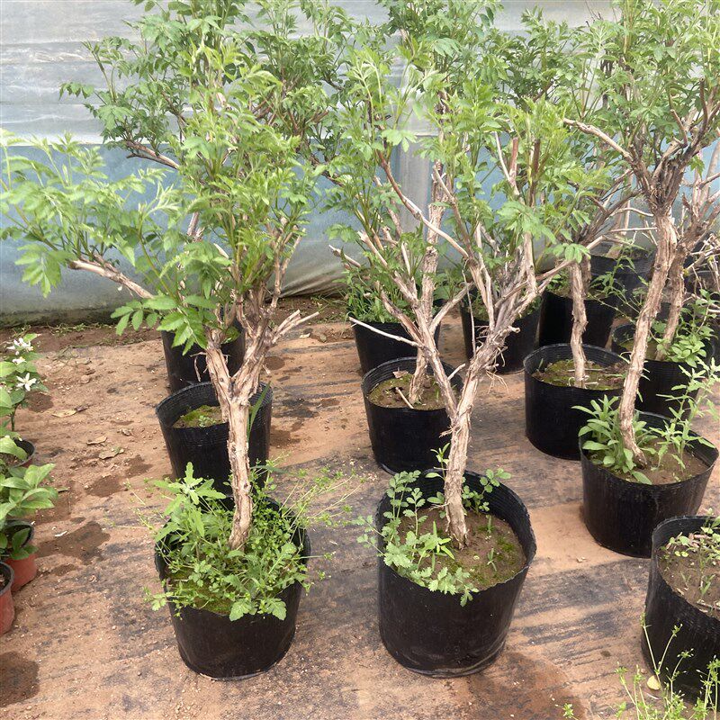 盆栽凌霄花e大苗爬藤植物矮化带分枝耐寒耐热带盆带土球当年开花