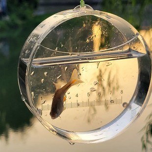 速发透明观鱼盒小物钓鱼虾观察盒带刻度微物条采原生鳑鲏白野马口