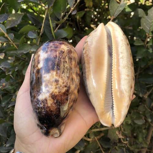 速发海螺贝壳丛云宝螺水族鱼缸造景装橱家饰饰窗装居收藏标本螺