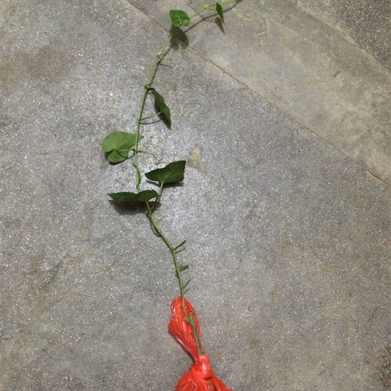 庭院阳台攀援植物锦屏藤苗 珠帘藤 一帘幽梦 龙须藤 室内室外造景