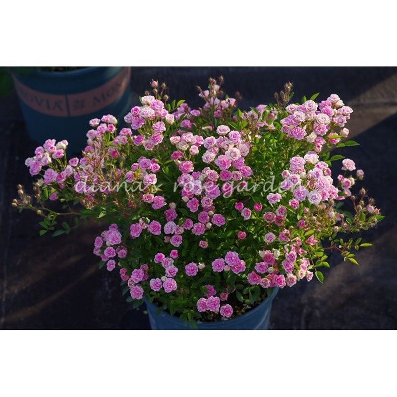 月季花 超微 须惠姬 多头簇开 有点文艺范