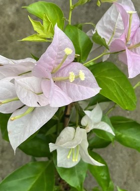 娇娇家 粉天使 三角梅  勤花大花品种 原盆原土带盆载好 阳台庭院