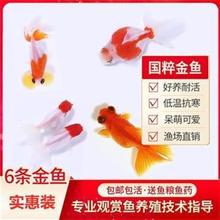 红锦鲤鱼观赏鱼不打氧耐活不怕冷好看的练手家养金鱼仔类淘汰免