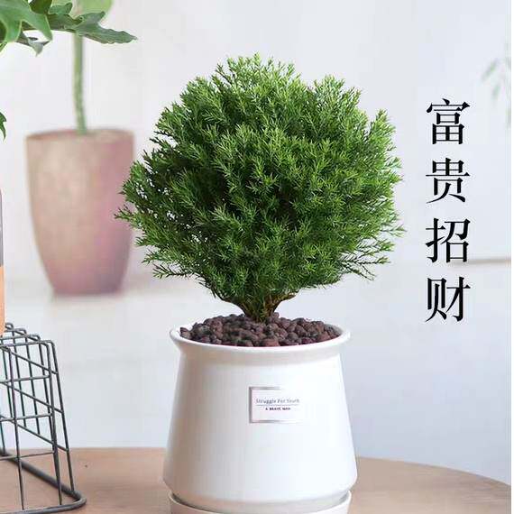 极速放青松文竹雾松蓬莱松盆栽室内植物客厅盆景桌面好养四季常青