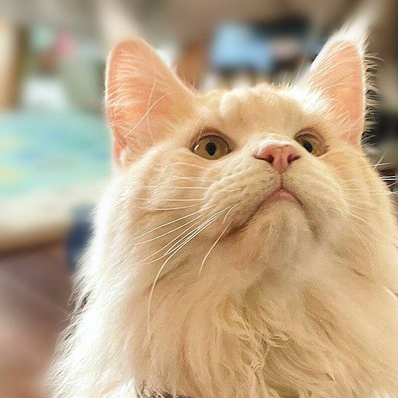 猫咪项圈宠物饰品好看项圈挂饰猫猫脖套埃及阿比猫高贵流苏宝石圈