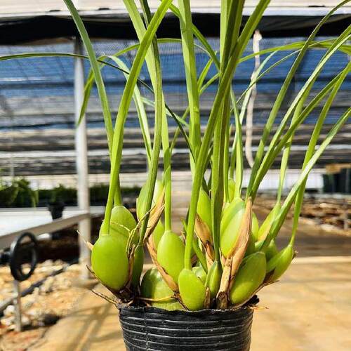 苗豆起牛奶香带花室内好养兰花懒人专享绿植盆