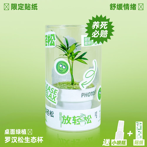 罗汉松生态杯桌面绿植