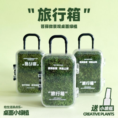 迷你绿植苔藓微景观创意摆件