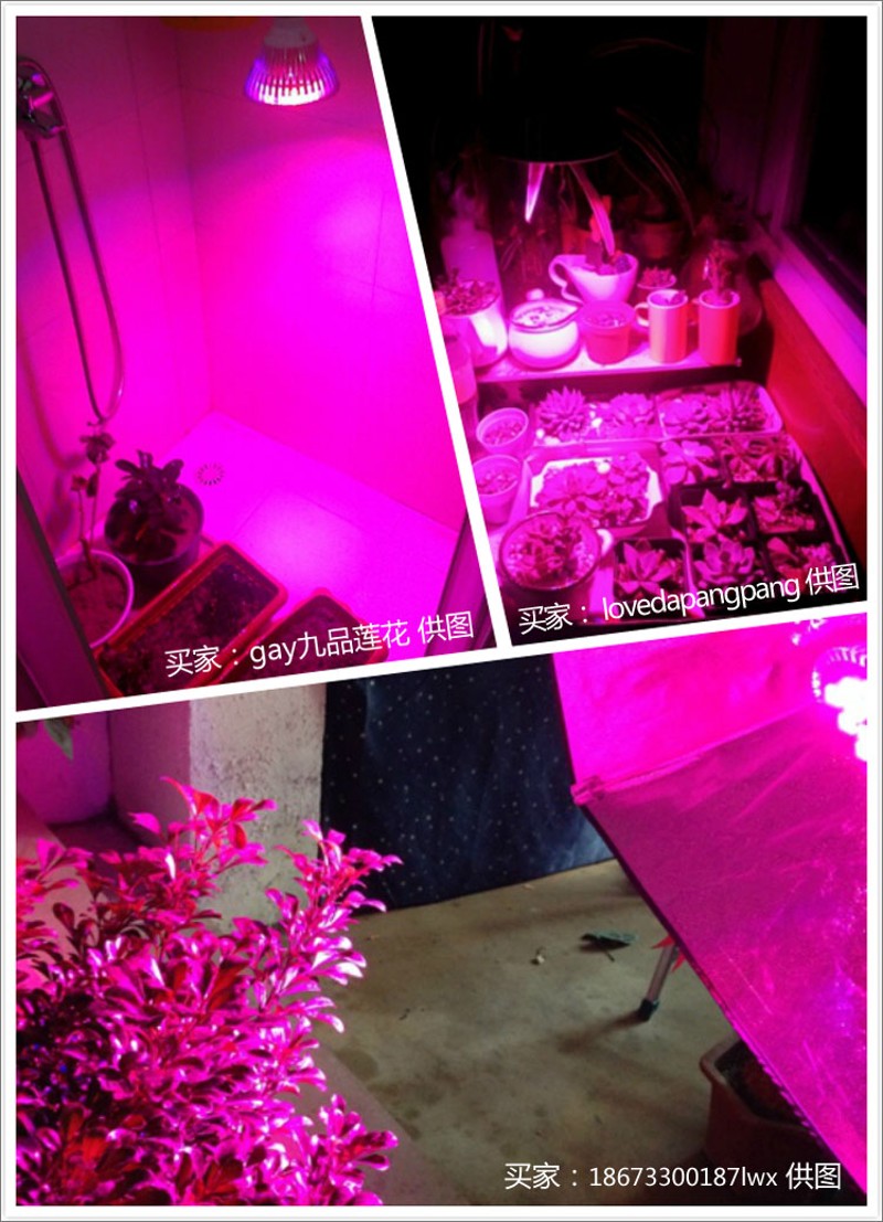 倍力生红蓝组合LED植物射灯室内E养花补光灯多肉绿植种植送灯座