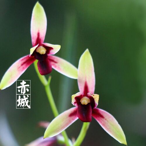 兰花盆栽植物室内四季建兰赤城浓香型无花苞O好养客厅阳台名贵花