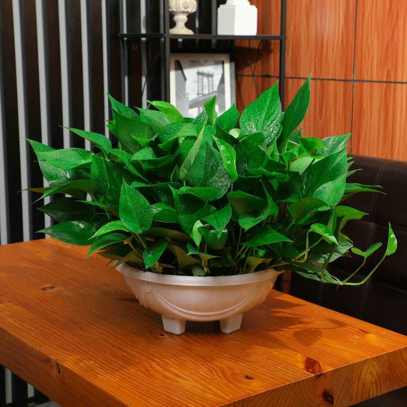 大盆绿萝长藤垂吊盆o栽室内新房家用大叶水培客厅吸甲酫净化空气