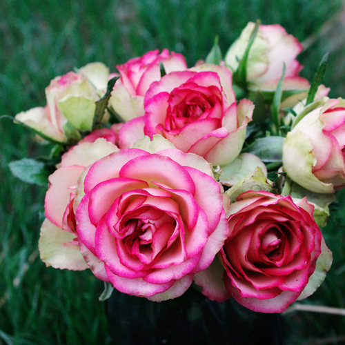 惠惠的花园 梦露 复色灌木切花月季E盆栽四季开花阳台庭院花卉植