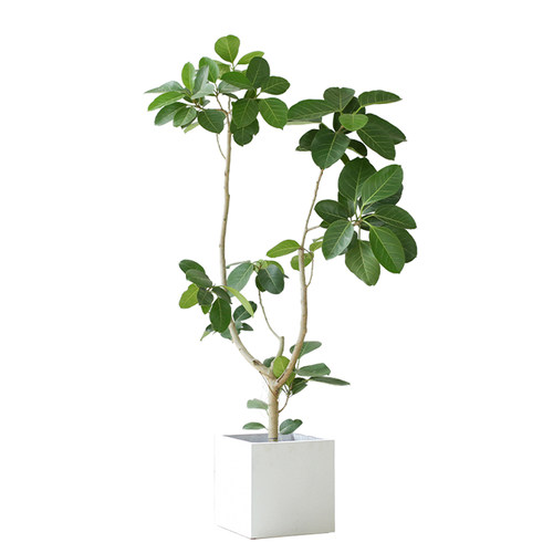 老桩高山榕青叶橡皮树办公室内客厅D落地盆栽展厅观叶造型常青绿