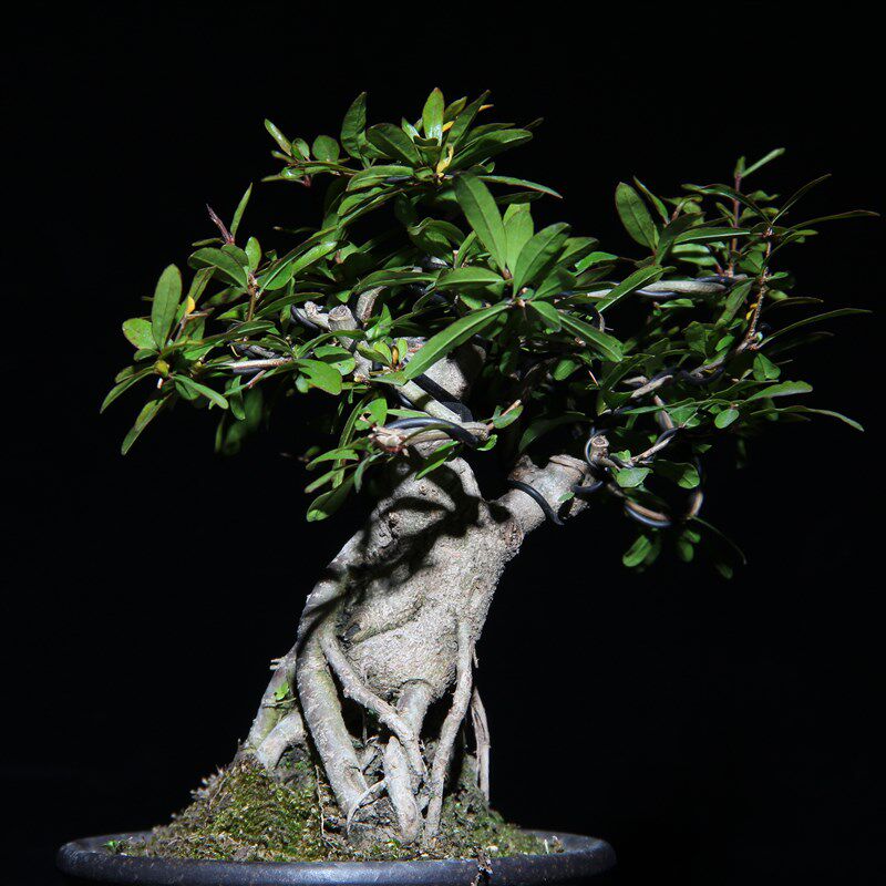 客厅茶几盆d景小摆件苔藓小摆件植物迷你盆景春节盆栽小叶石榴盆