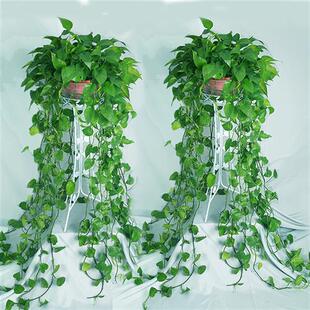 大黄金葛长藤款盆栽室内除甲醛垂吊植物水培吊兰爬藤U悬挂绿植客