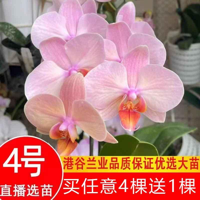 新疆包邮港谷蝴蝶兰业4号集合花卉苗508黄桃之梦星月0783哈根达斯