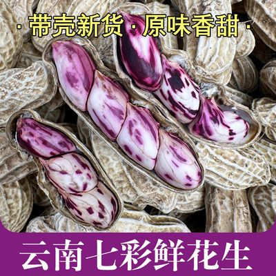 云南高原新鲜七彩花生新鲜生花生粒饱满香甜
