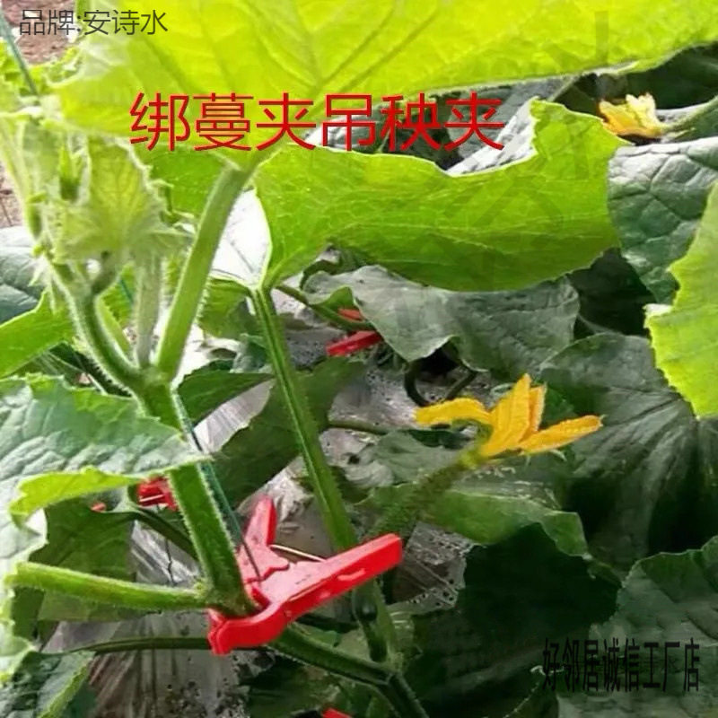 塑料夹绑大棚藤蔓吊蔓夹绑蔬菜蔓夹枝农用夹黄瓜西红柿吊秧固定夹