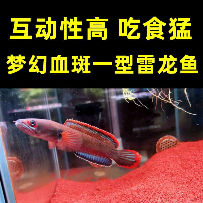 极速彩虹鬼王蓝宝石电龙鱼幼苗眼镜蛇红月观赏鱼淡水大型凶猛肉食