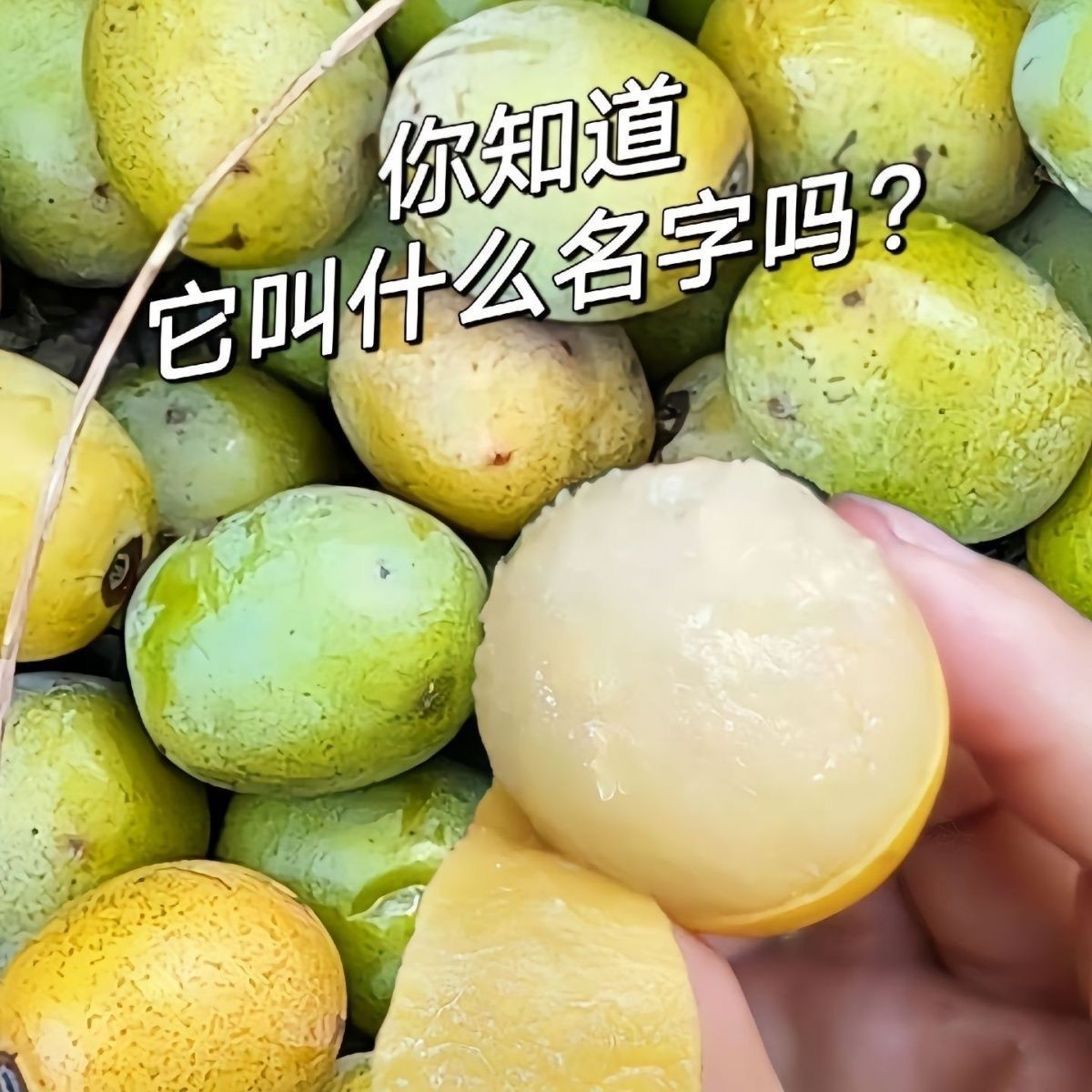 特产优质南酸枣大自然的酸甜鲜果尝鲜正当时鼻涕果野生酸枣新鲜