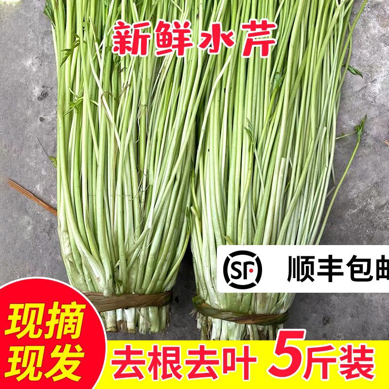 顺丰水芹菜新鲜芹菜河芹现发包邮无节非去叶野外叶芹时令净菜蔬菜