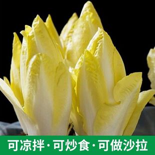金玉兰菜新鲜芽球软化菊苣凉菜沙拉酒店特采配菜生吃即食京东顺丰