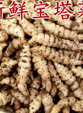 2025新鲜螺丝菜脆嫩宝塔菜地牯牛蔬菜地蚕甘露子地坏菜现挖地牯牛