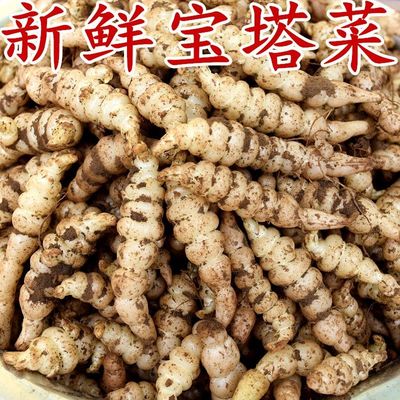 新鲜现挖螺丝菜地甘露子菜