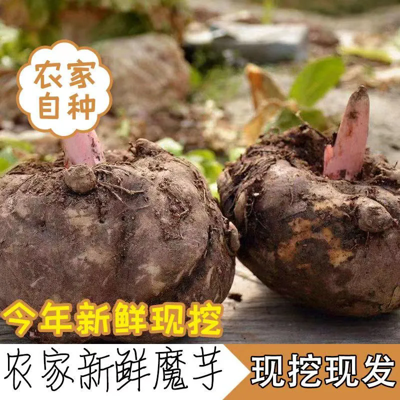 正宗农家花魔芋头魔芋新鲜生魔芋大魔芋磨芋豆腐原料农家自种现发