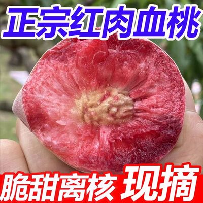 河南新鲜血桃正宗离核红心桃子胭脂红狗血桃应季孕妇水果现摘现发