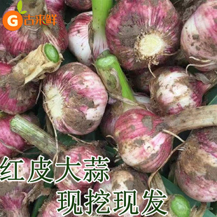 紫红皮新鲜大蒜新鲜应当季新蒜腌制糖醋蒜紫皮蒜批发香蒜包邮